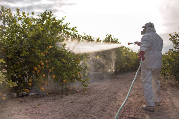 Flea Control Services in Chrisman, IL