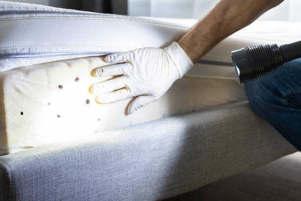 Trusted Chrisman, IL Pest Control Experts