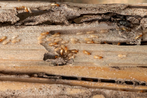 Best Emergency Pest Control  in Chrisman, IL